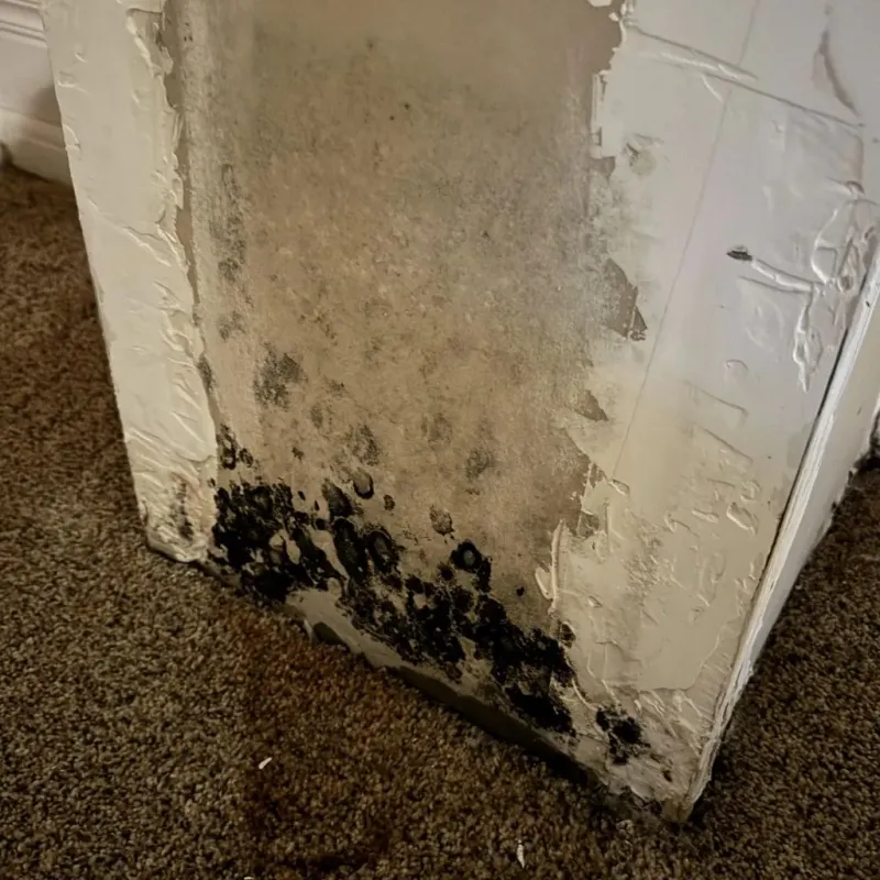 Professional Mold Removal in McLean County, ND